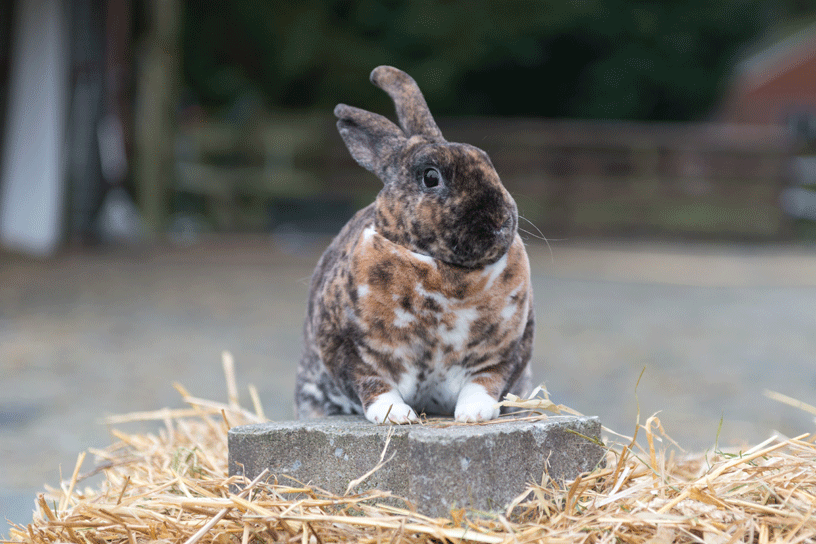 Een konijn op een steen